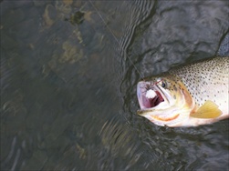 Fly Fishing in the Rocky Mountains (Fernie BC)