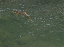 Fly Fishing in the Rocky Mountains (Fernie BC)
