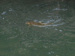Fly Fishing in the Rocky Mountains (Fernie BC)