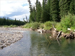 Fly Fishing in the Rocky Mountains (Fernie BC)