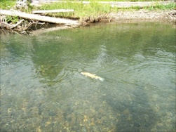 Fly Fishing in the Rocky Mountains (Fernie BC)
