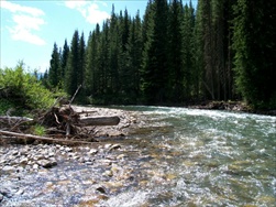 Fly Fishing in the Rocky Mountains (Fernie BC)