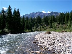 Fly Fishing in the Rocky Mountains (Fernie BC)