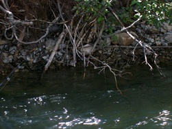 Fly Fishing in the Rocky Mountains (Fernie BC)