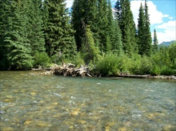 Fly Fishing in the Rocky Mountains (Fernie BC)