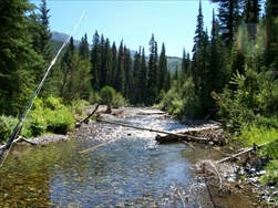Fly Fishing in the Rocky Mountains (Fernie BC)