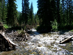 Fly Fishing in the Rocky Mountains (Fernie BC)