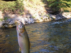 Fly Fishing in the Rocky Mountains (Fernie BC)